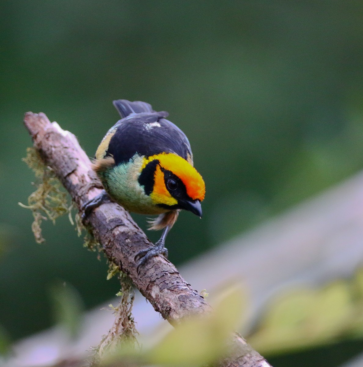 Flame-faced Tanager - ML316051211