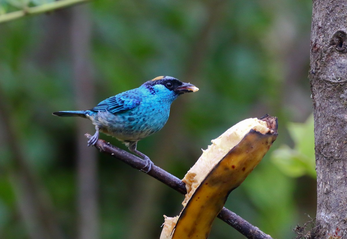 Golden-naped Tanager - ML316051431