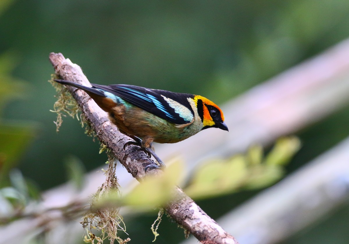 Flame-faced Tanager - ML316051461
