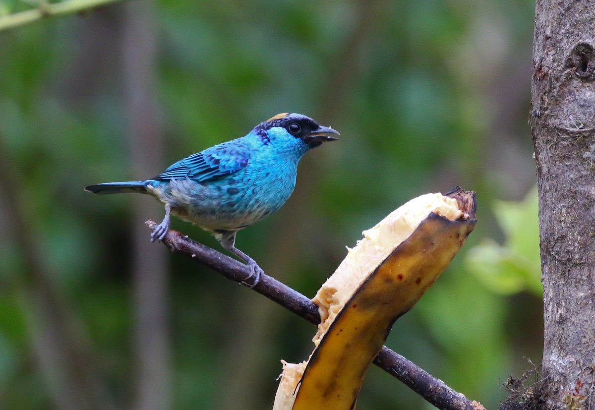 Golden-naped Tanager - ML316051471