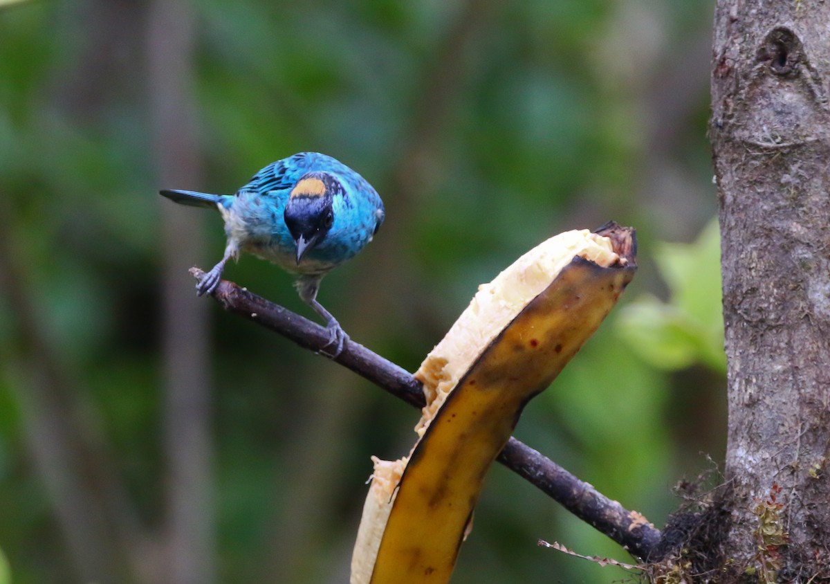 Golden-naped Tanager - ML316051521
