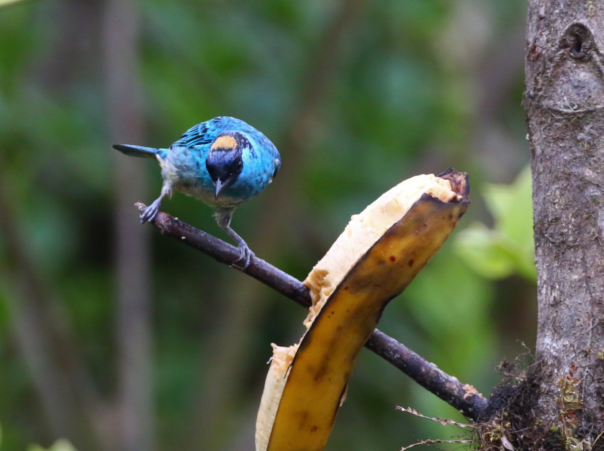 Golden-naped Tanager - ML316051601