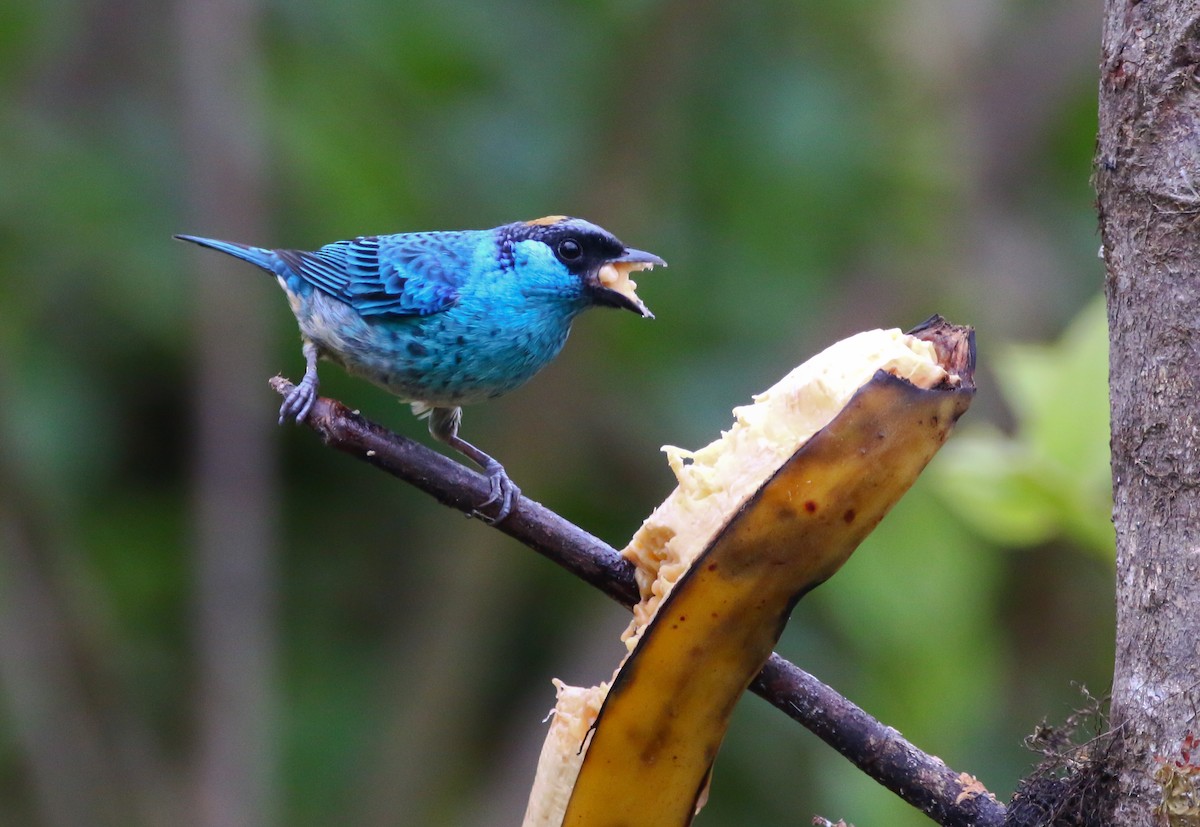 Golden-naped Tanager - ML316051611