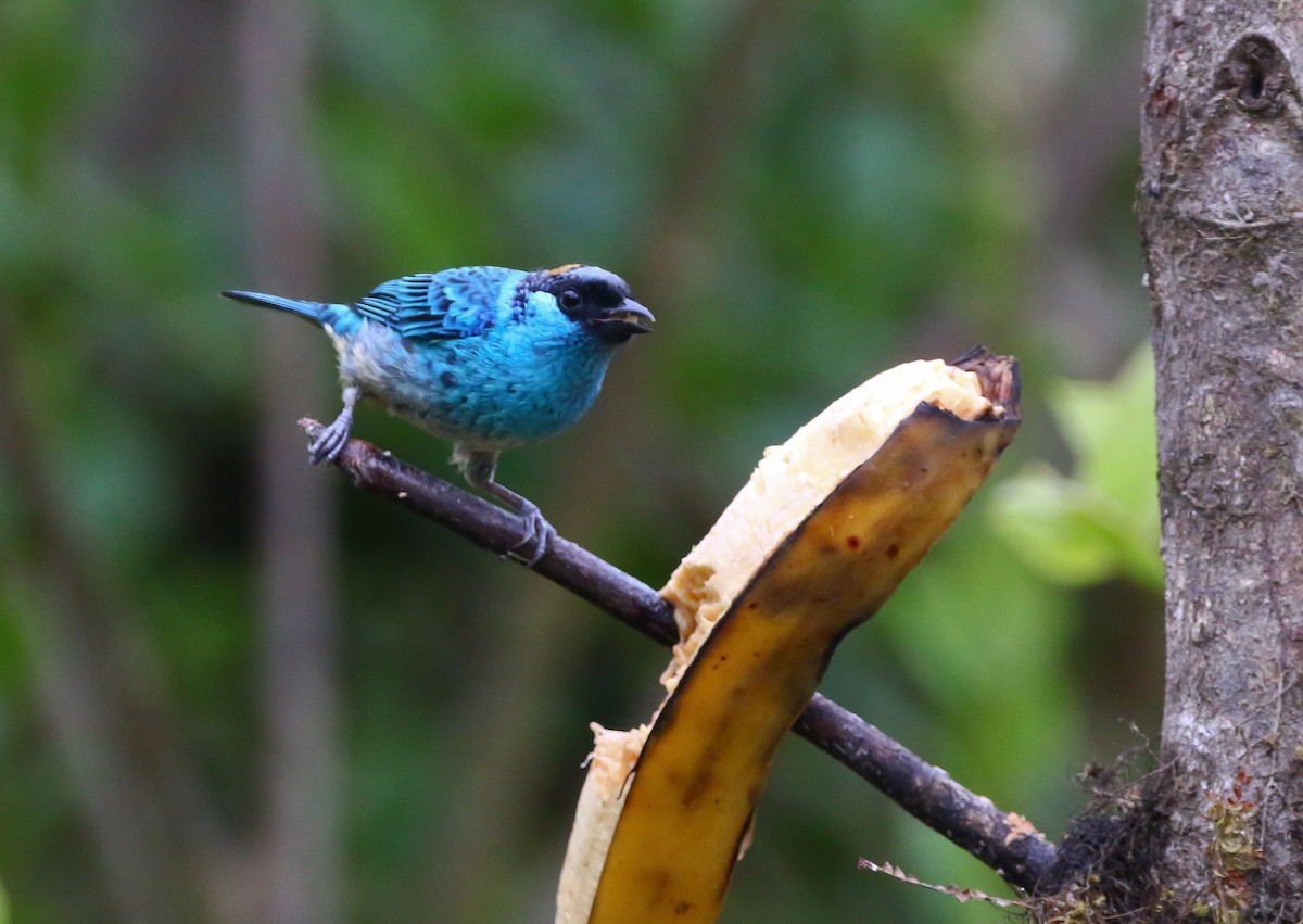 Golden-naped Tanager - ML316051631