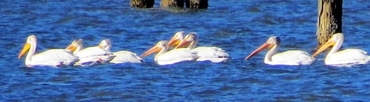 pelikán severoamerický - ML31605411