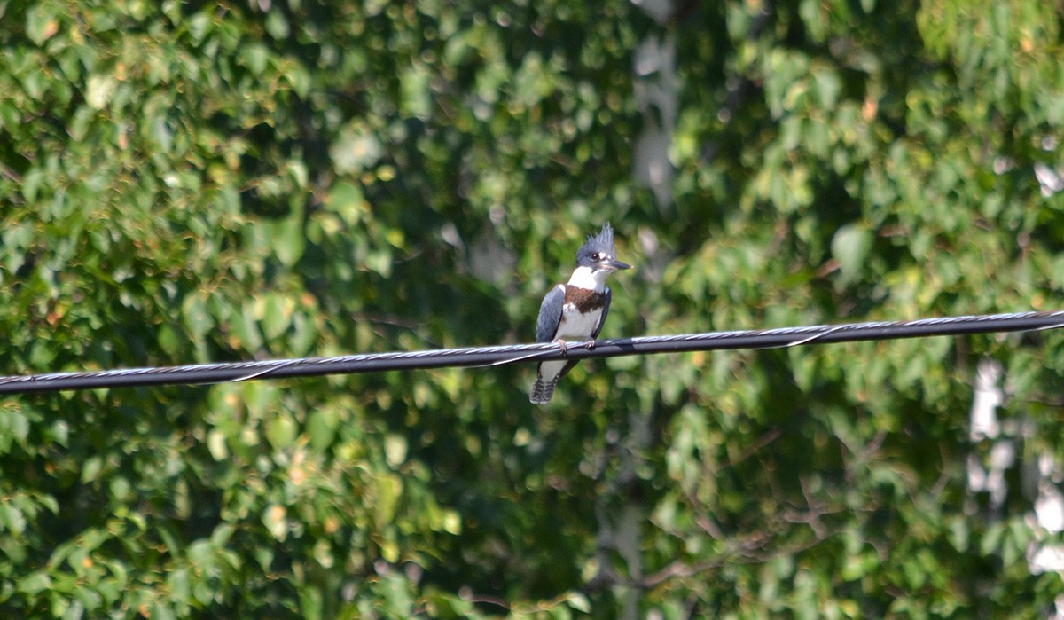 Belted Kingfisher - ML31606351