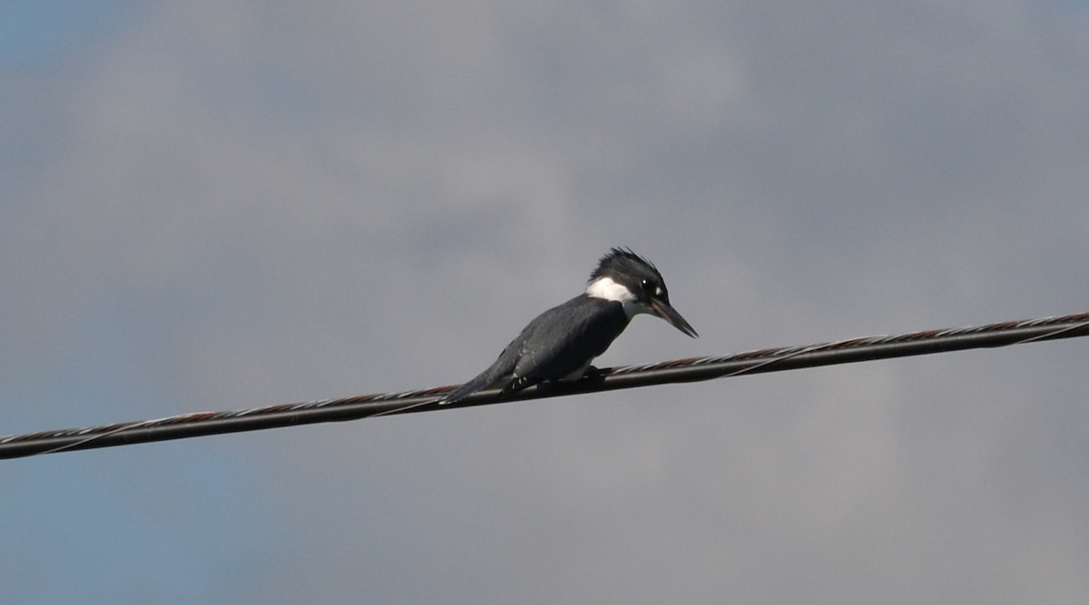Belted Kingfisher - ML31606381