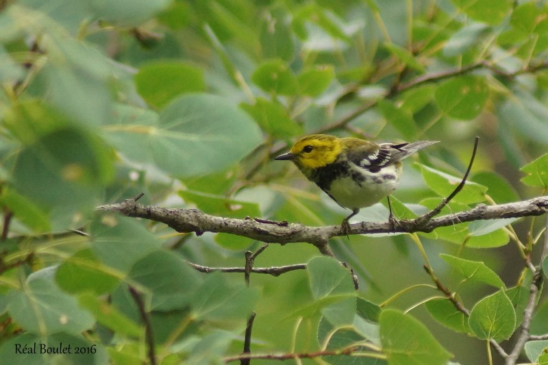 Black-throated Green Warbler - Réal Boulet 🦆