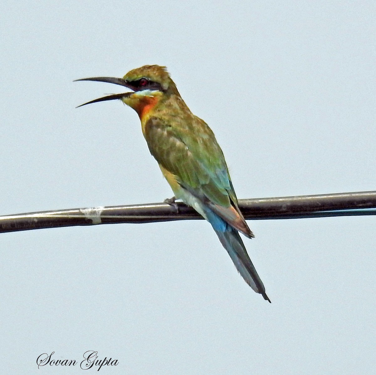 Blue-tailed Bee-eater - Sovan Gupta