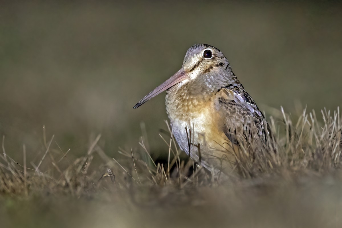 American Woodcock - ML316070791