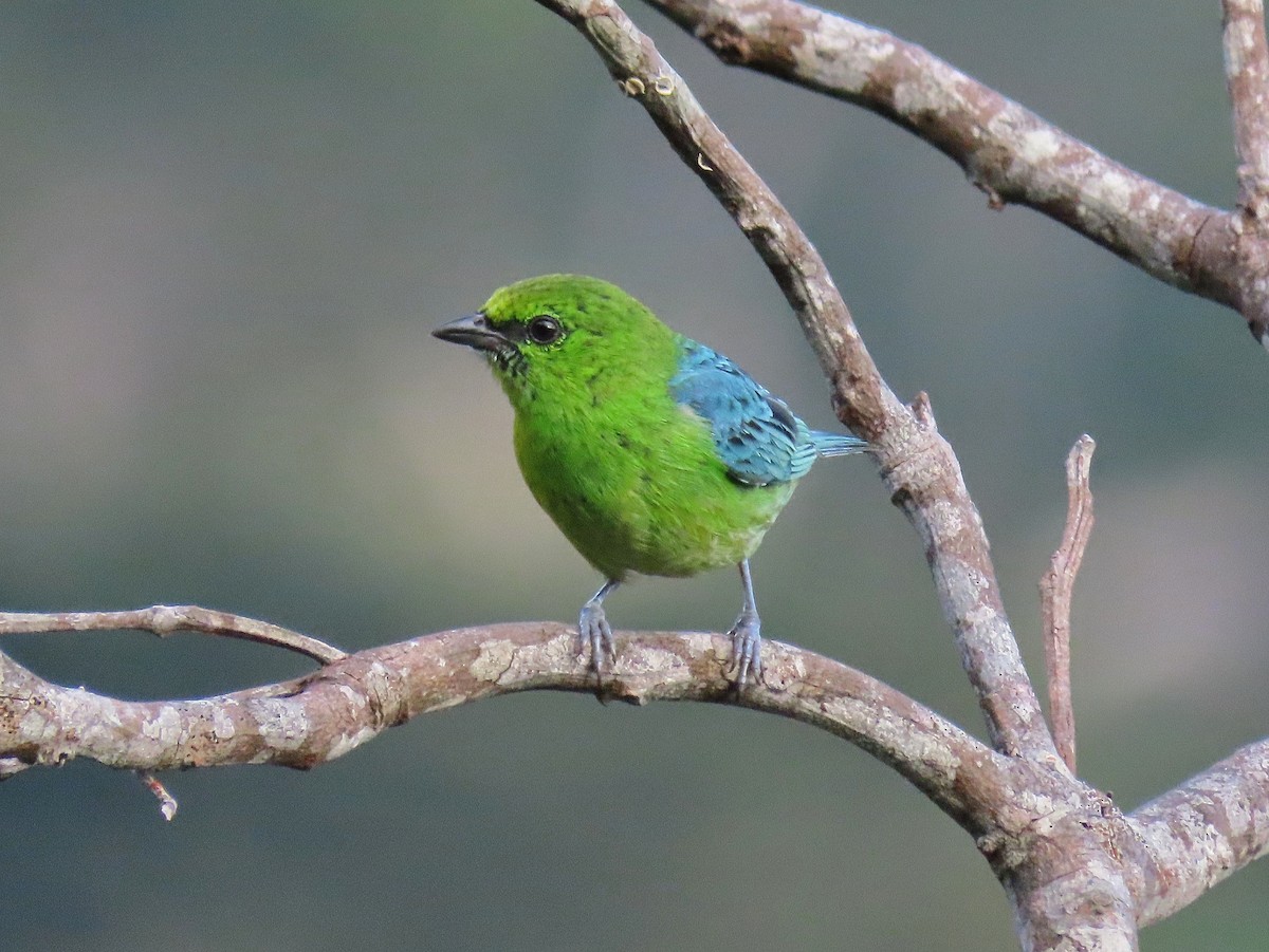 Dotted Tanager - ML316071661