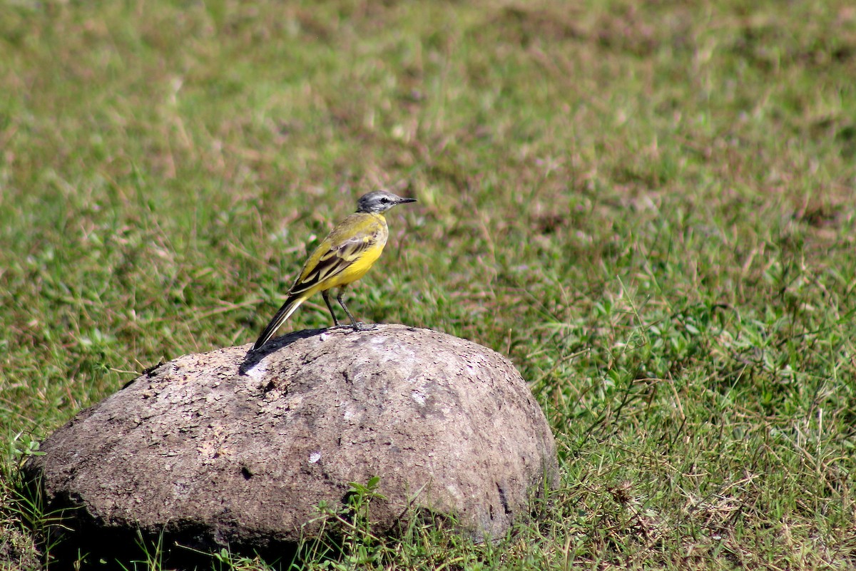 Western Yellow Wagtail - Jagat Flora