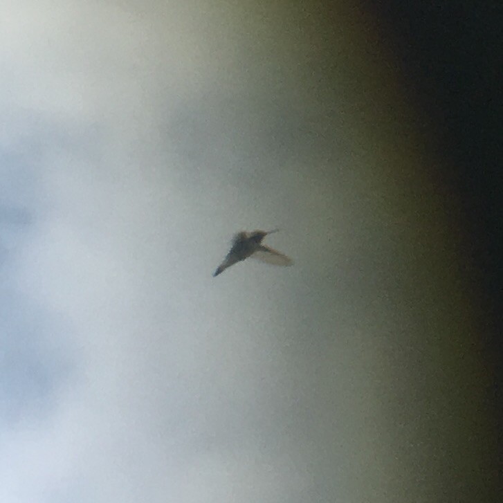 Broad-tailed Hummingbird - logan kahle