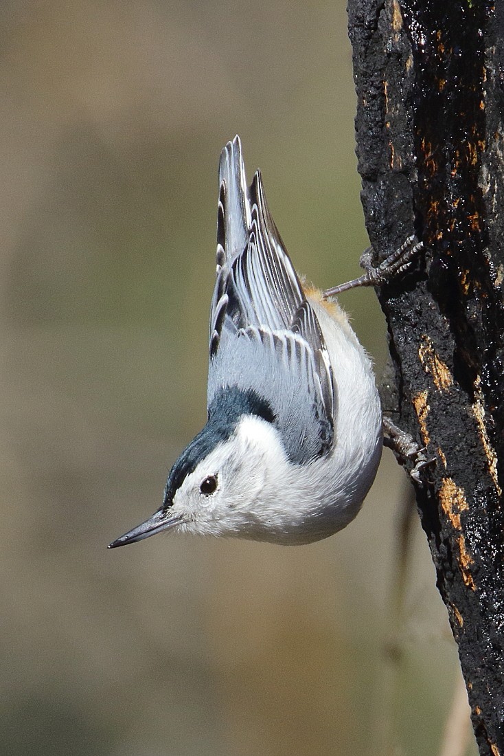 White-breasted Nuthatch - Allen Woodliffe