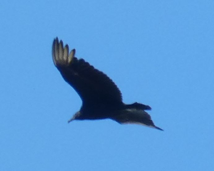 Black Vulture - ML316086561