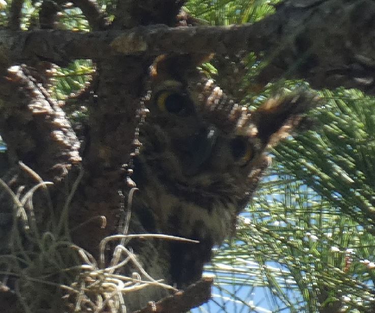 Great Horned Owl - ML316086681