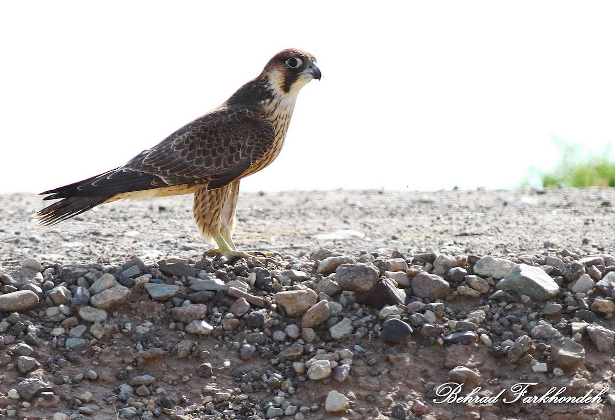 Peregrine Falcon (Barbary) - ML31608891