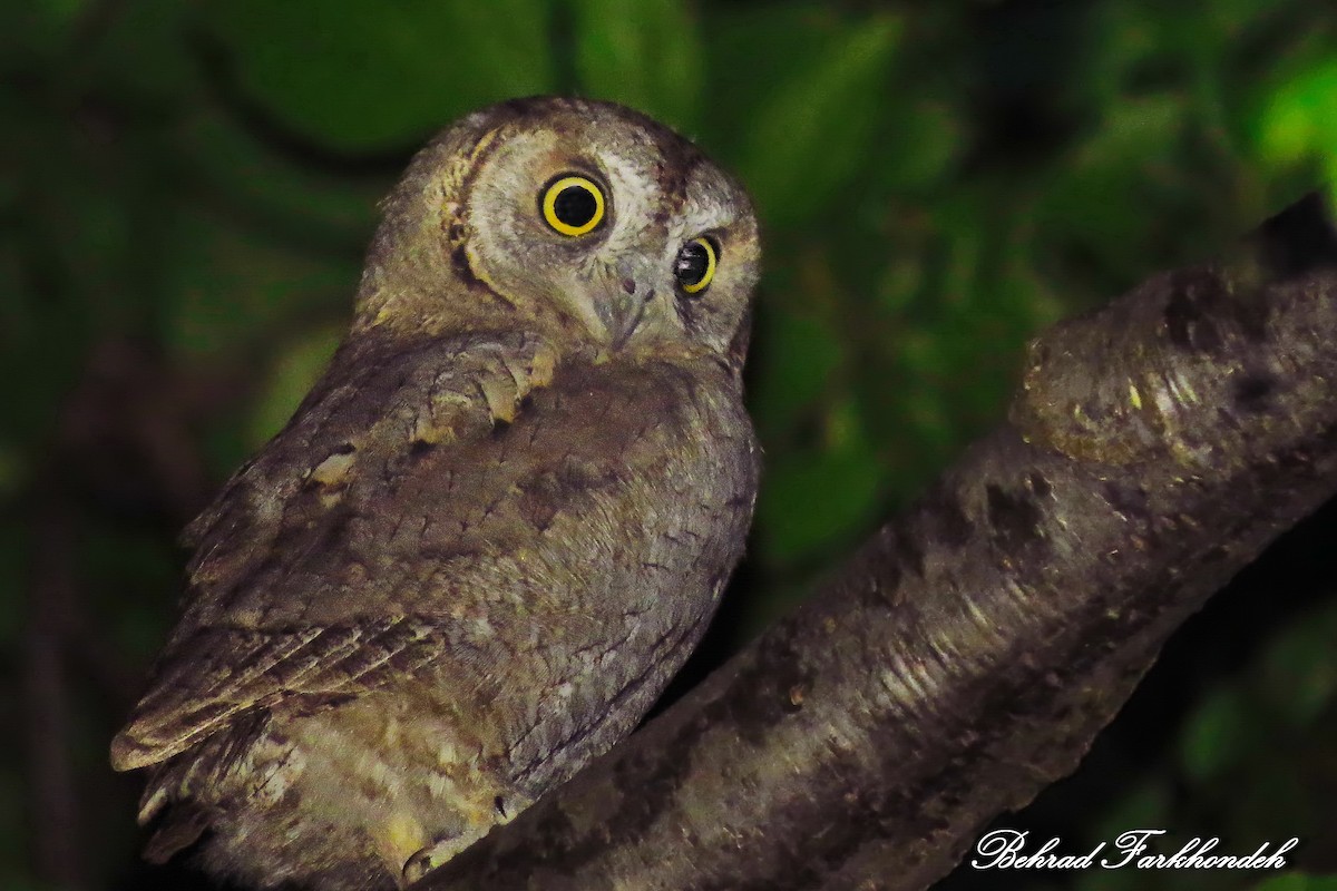 Eurasian Scops-Owl - Behrad Farkhondeh