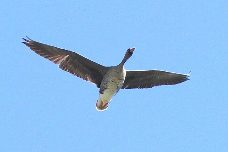 Greater White-fronted Goose - ML316096841