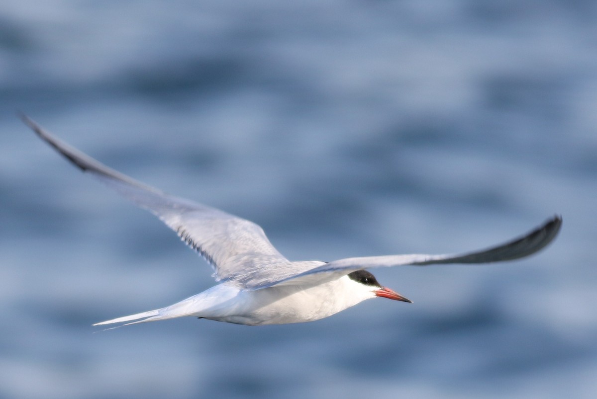 Common Tern - Margaret Viens