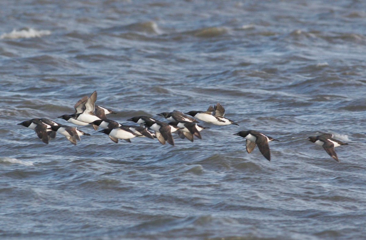 Thick-billed Murre - ML31609971