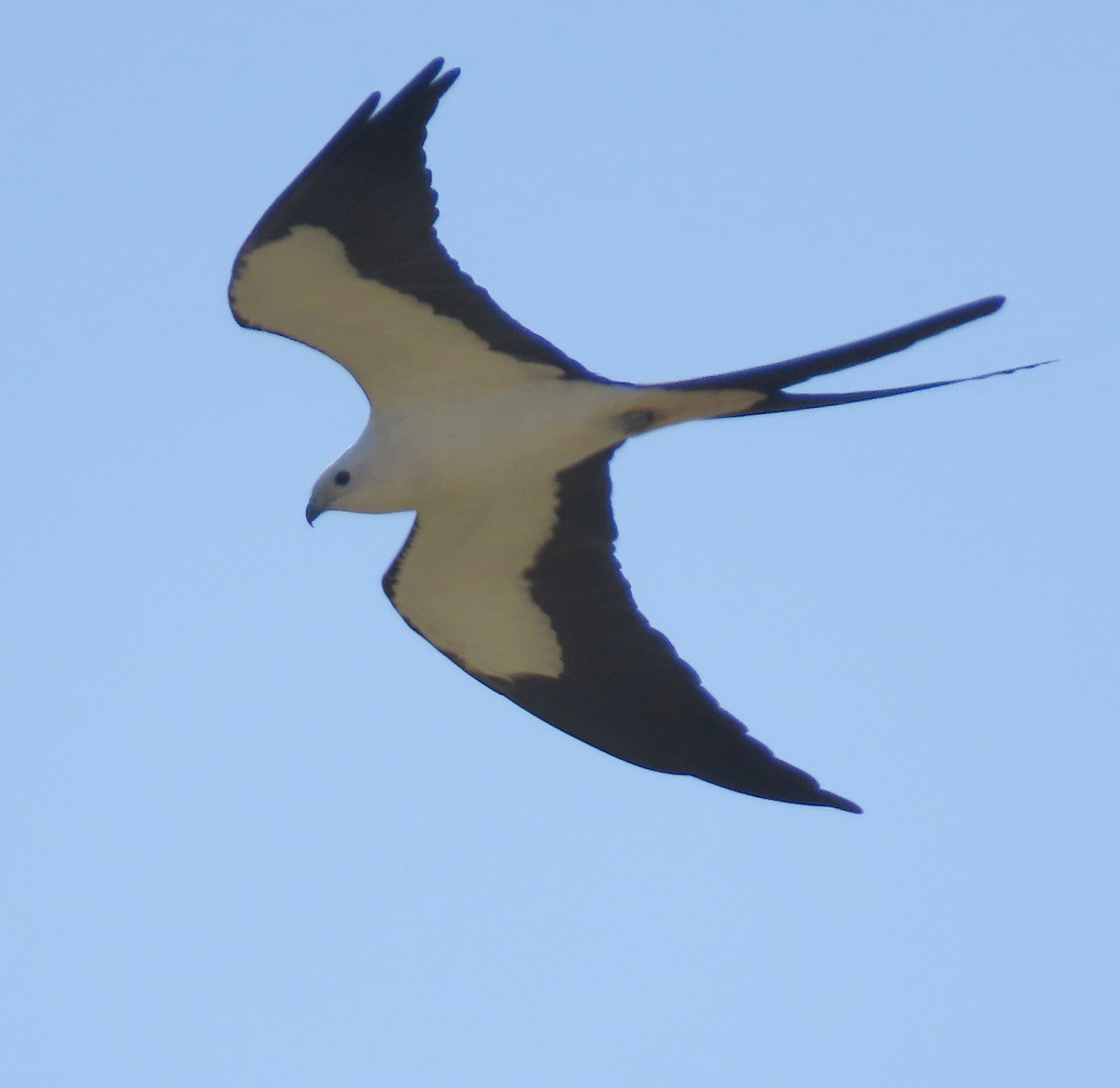 Swallow-tailed Kite - Dave Bowman