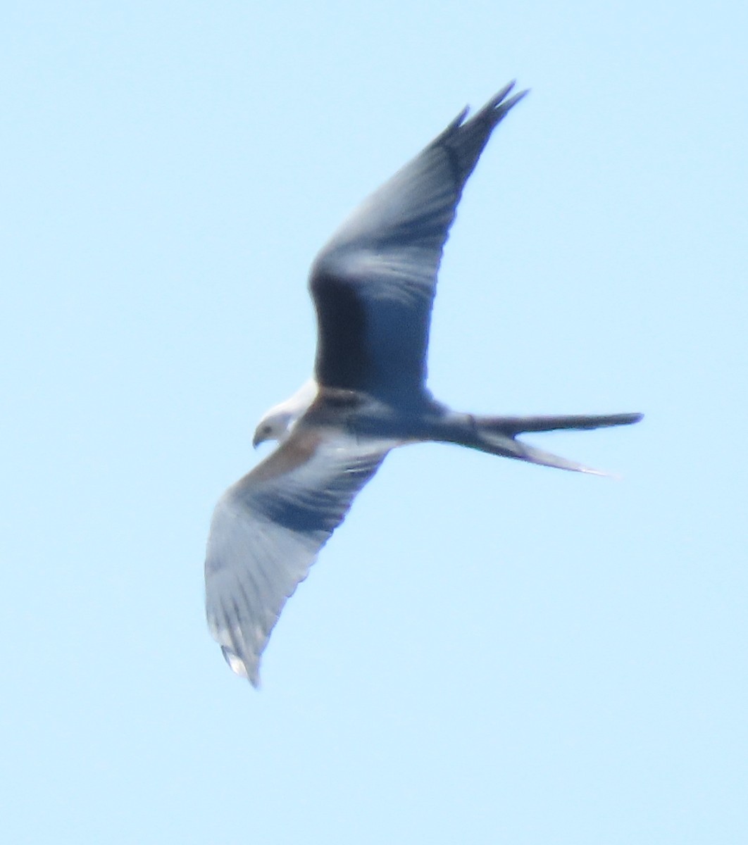 Swallow-tailed Kite - ML316100311