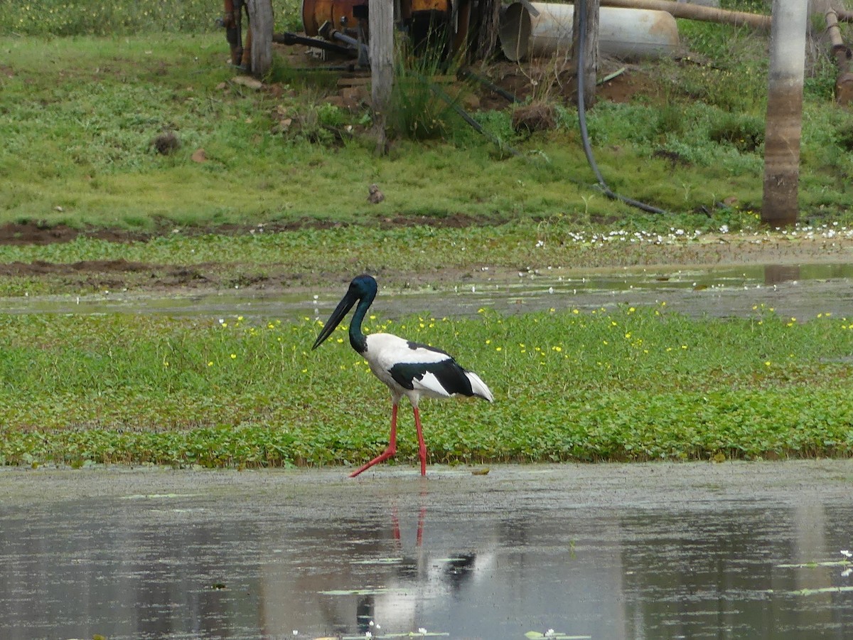 Black-necked Stork - ML316103101