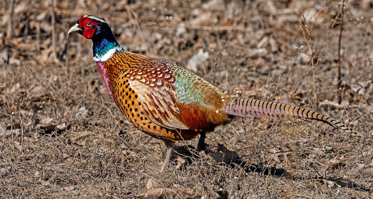 Ring-necked Pheasant - Garry  Sadler