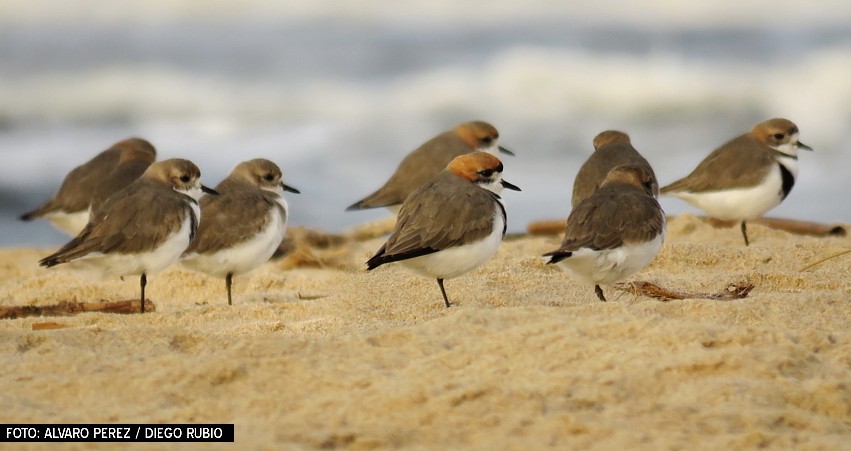 Two-banded Plover - ML31611021
