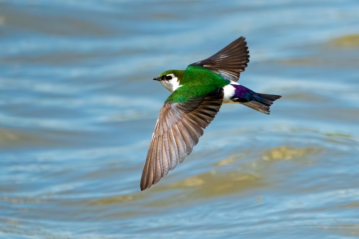Violet-green Swallow - Rhonda Howard