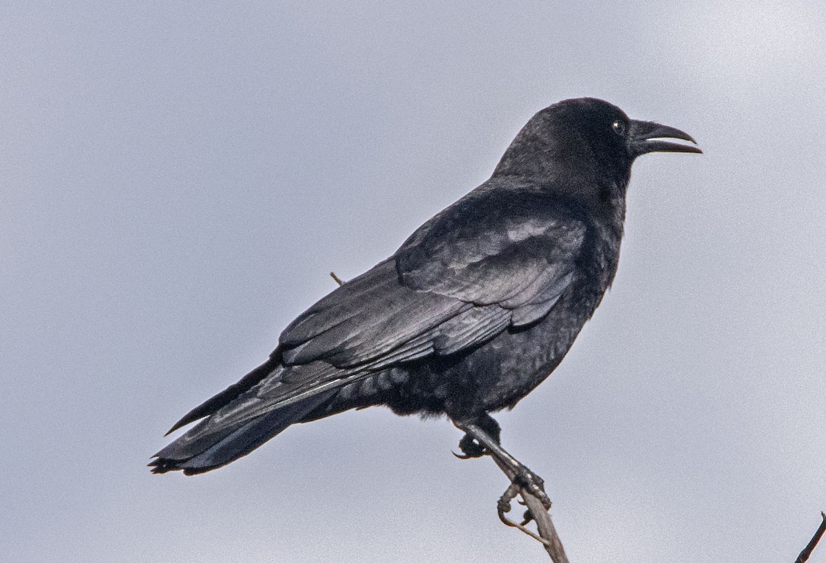 American Crow - Margaret & Fred Parkes