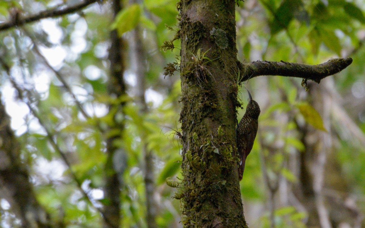 Spot-crowned Woodcreeper (Northern) - Luis Trinchan