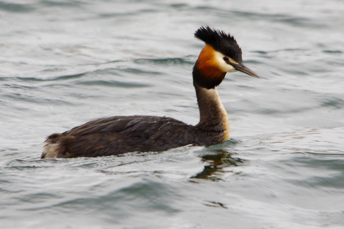 Great Crested Grebe - ML316117961