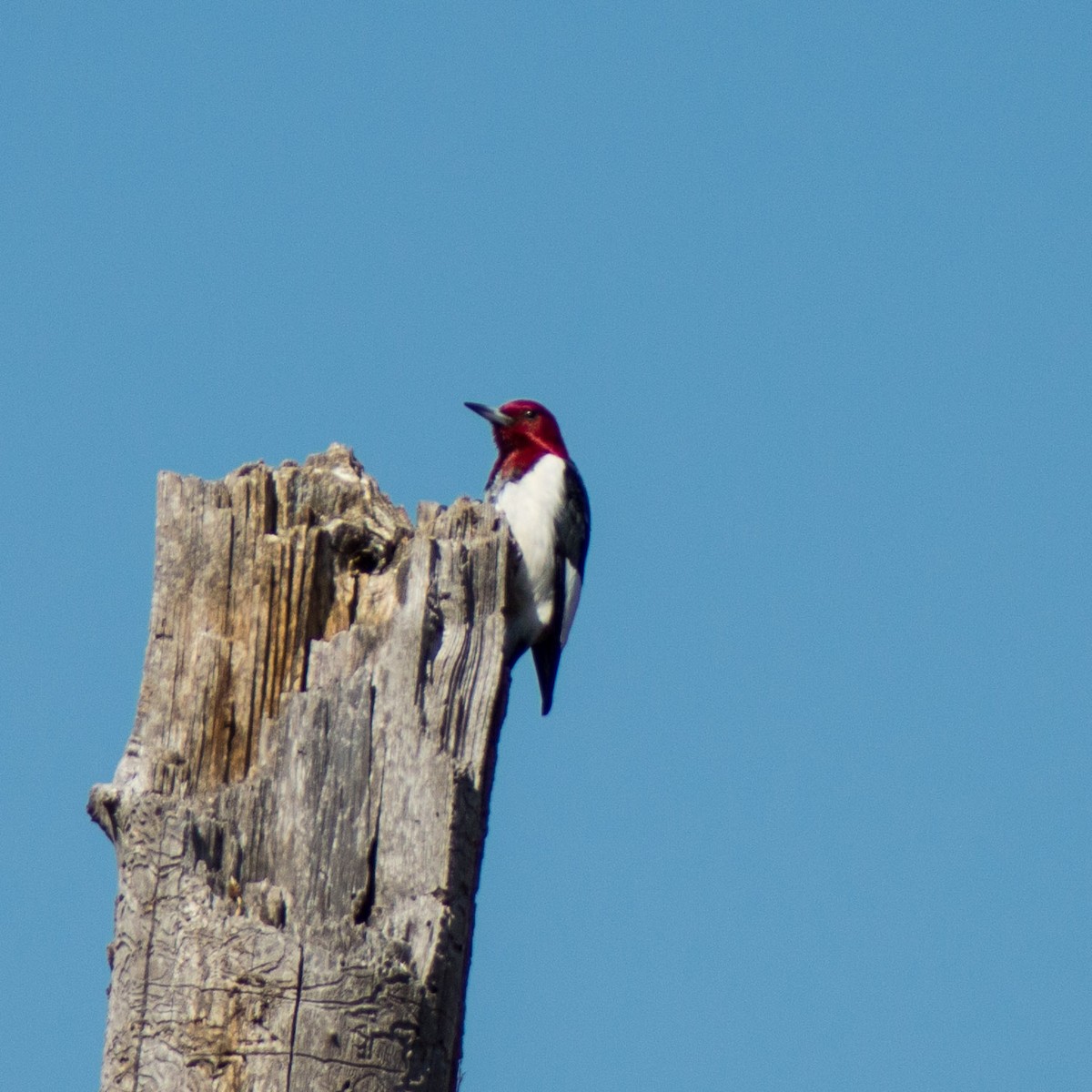 Red-headed Woodpecker - ML316118031