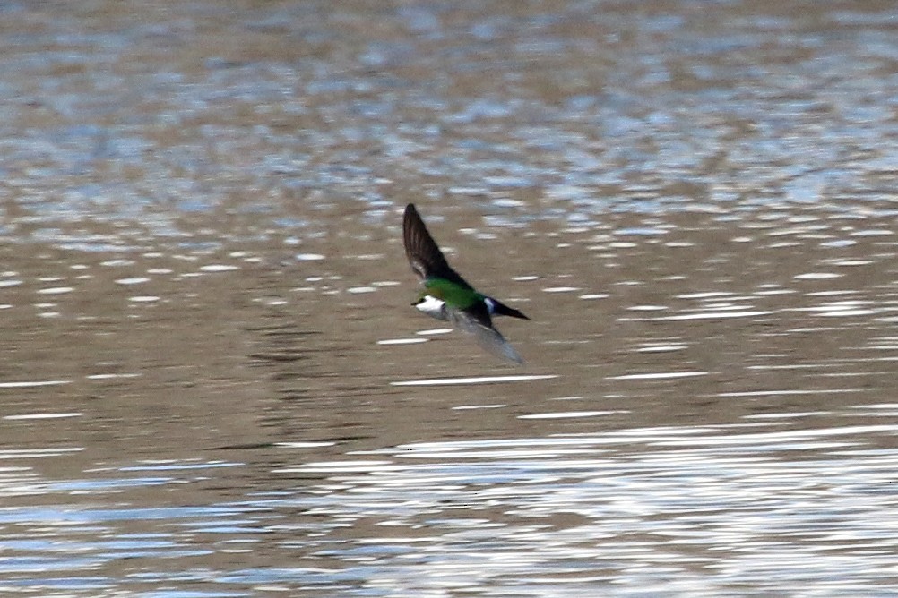 Violet-green Swallow - Howard Freshman