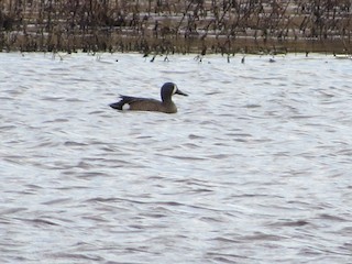Blue-winged Teal, ML316120491