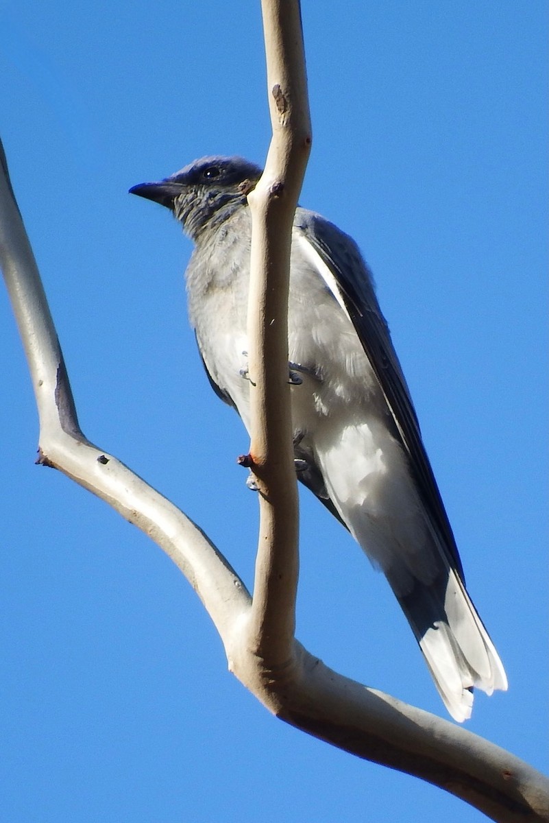 Black-faced Cuckooshrike - BirdLife Murray Goulburn