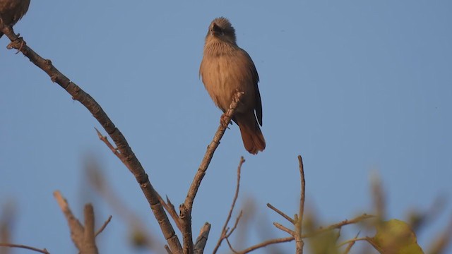 Chestnut-tailed Starling - ML316122881