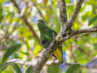  - Dwarf Fruit-Dove