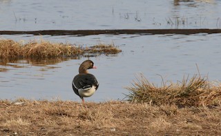 Lesser White-fronted Goose, ML316132821