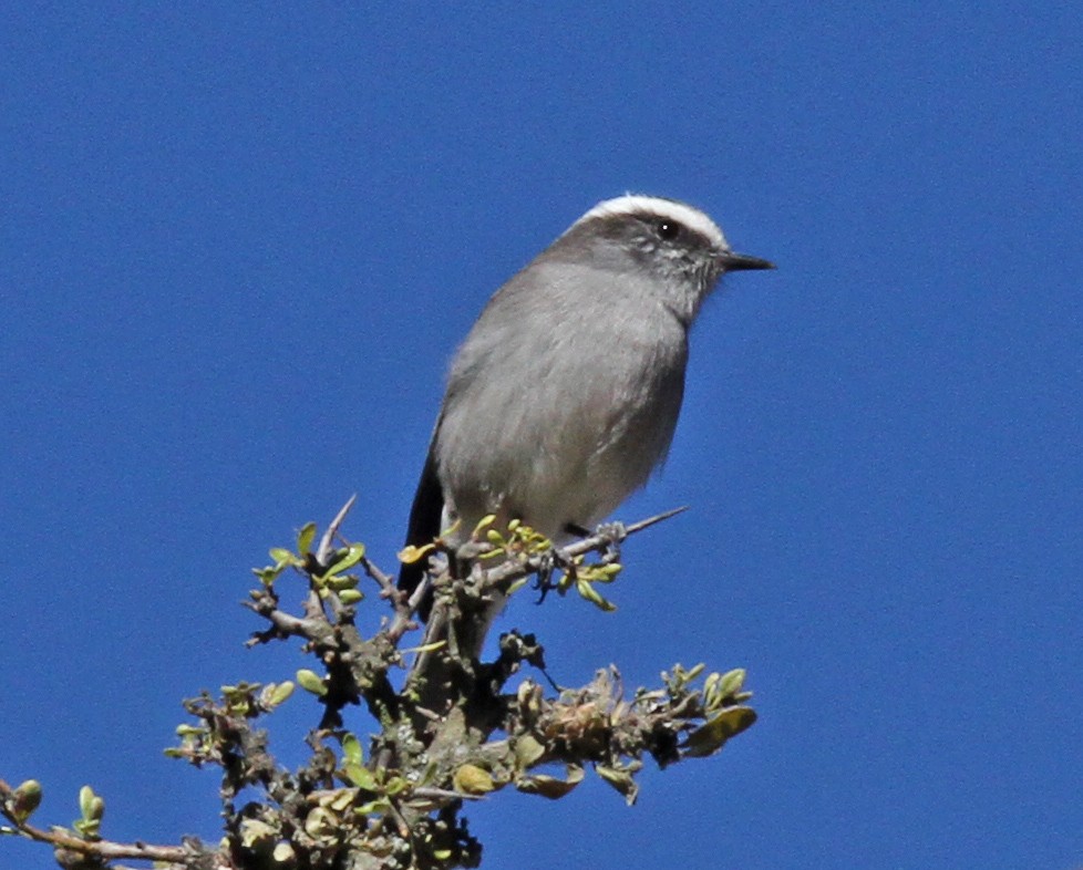 White-browed Chat-Tyrant - Larry Sirvio