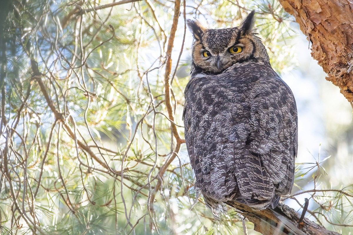 Great Horned Owl - ML316138371