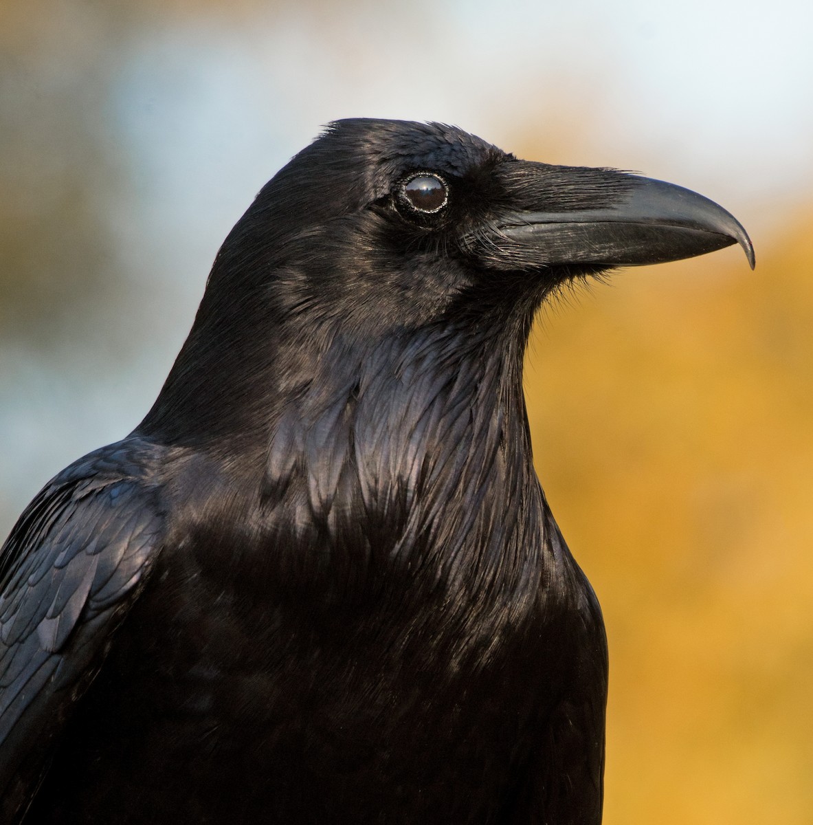 Common Raven - Alison Davies