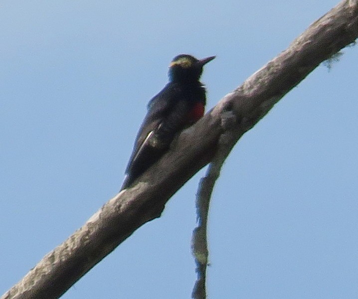 Yellow-tufted Woodpecker - ML316139721
