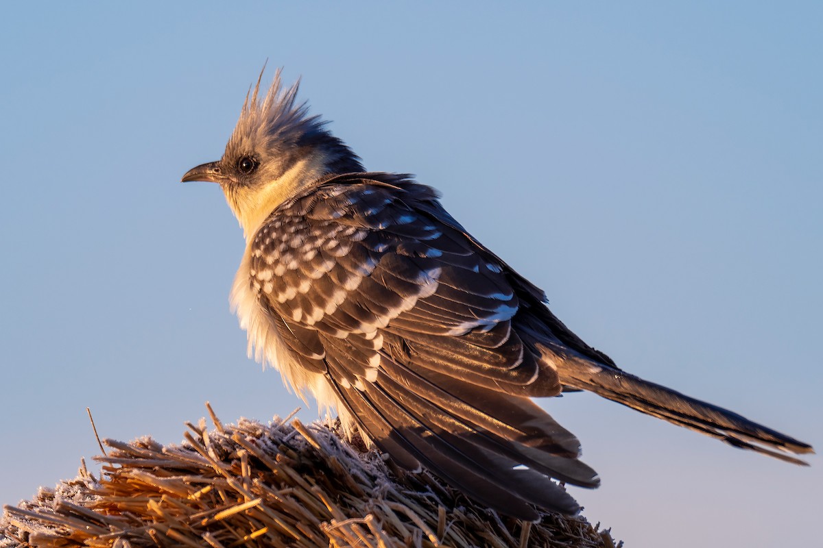 Great Spotted Cuckoo - ML316140721
