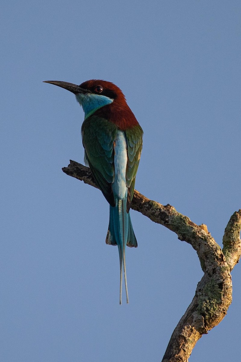 Blue-throated Bee-eater - Ng SH