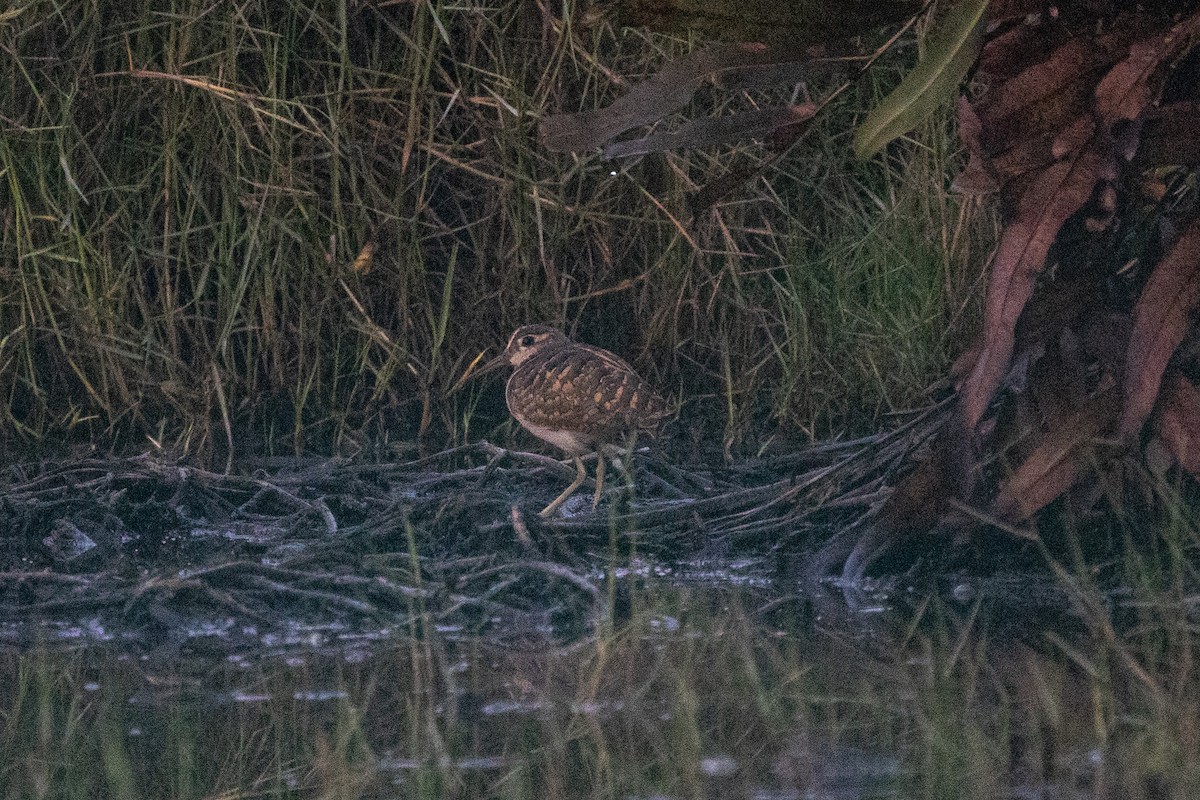 Greater Painted-Snipe - ML316145511