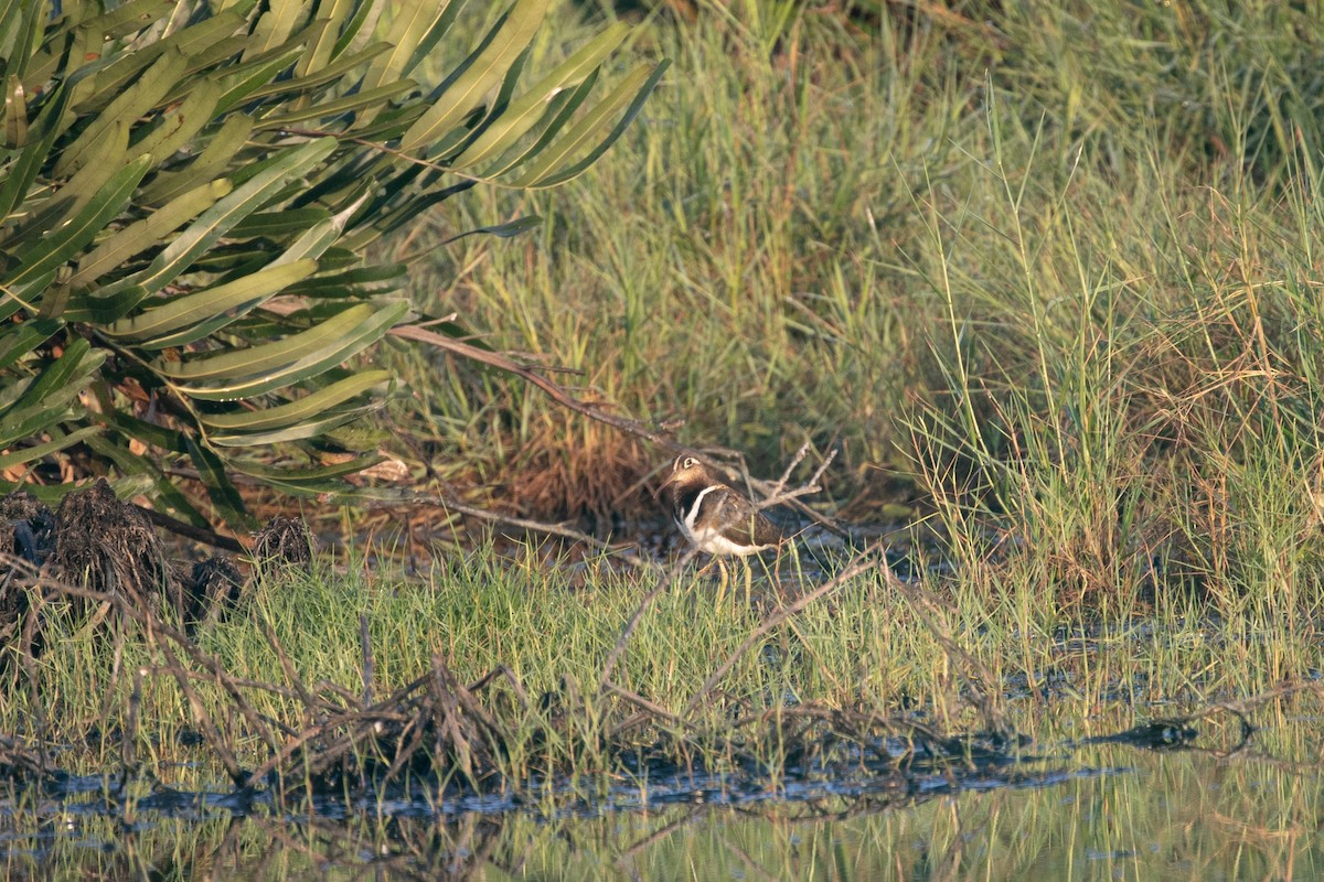 Greater Painted-Snipe - ML316145521