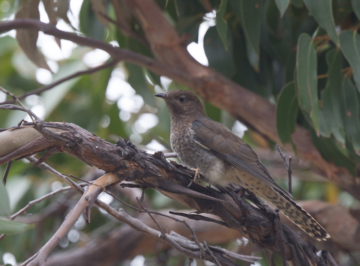 Fan-tailed Cuckoo - Geoff Dennis